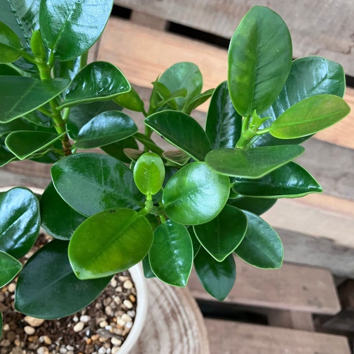 観葉植物現品販売