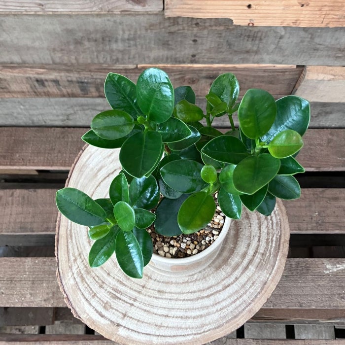 観葉植物現品販売