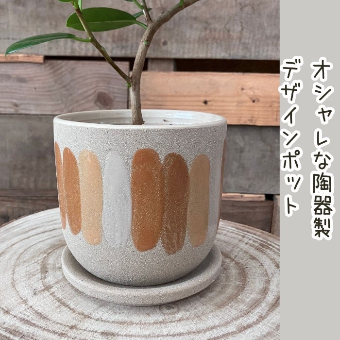 観葉植物現品販売