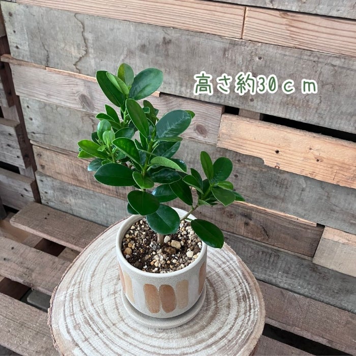 観葉植物現品販売