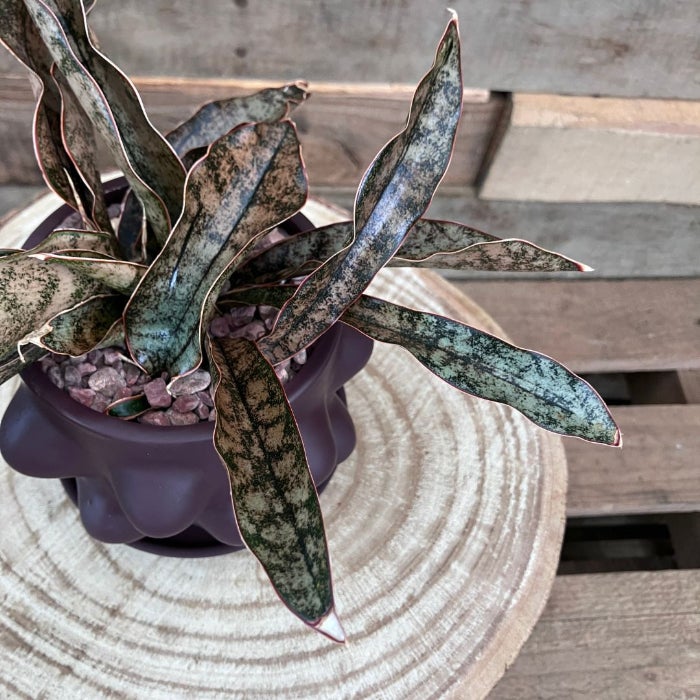 観葉植物現品販売