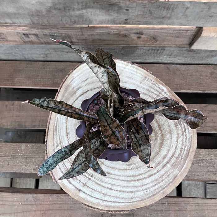 観葉植物現品販売