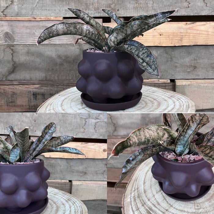観葉植物現品販売
