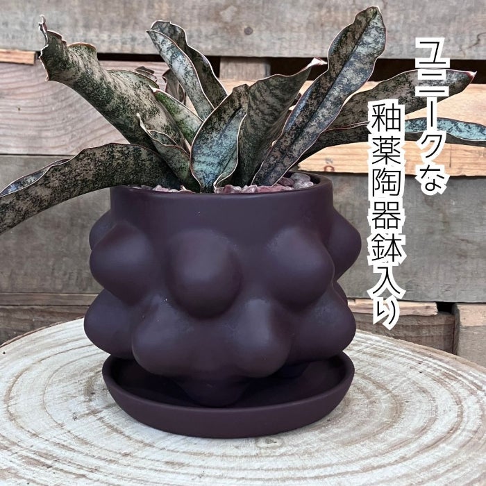 観葉植物現品販売