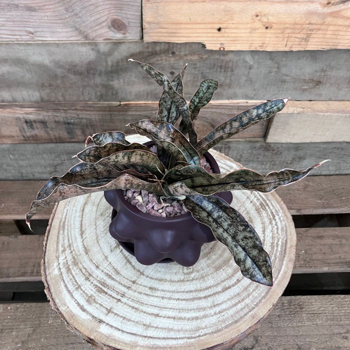 観葉植物現品販売