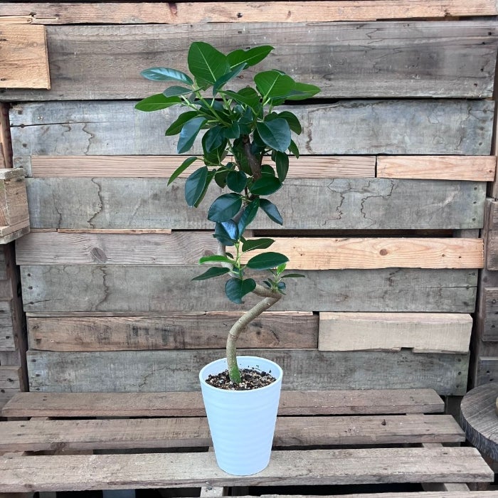 観葉植物現品販売