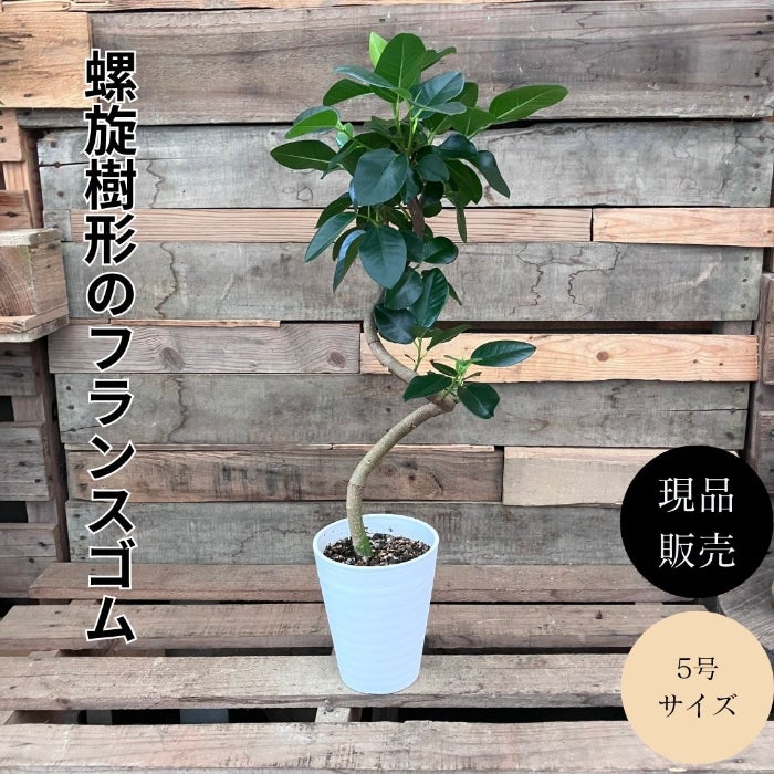 観葉植物現品販売