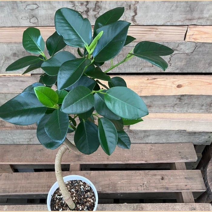 観葉植物現品販売