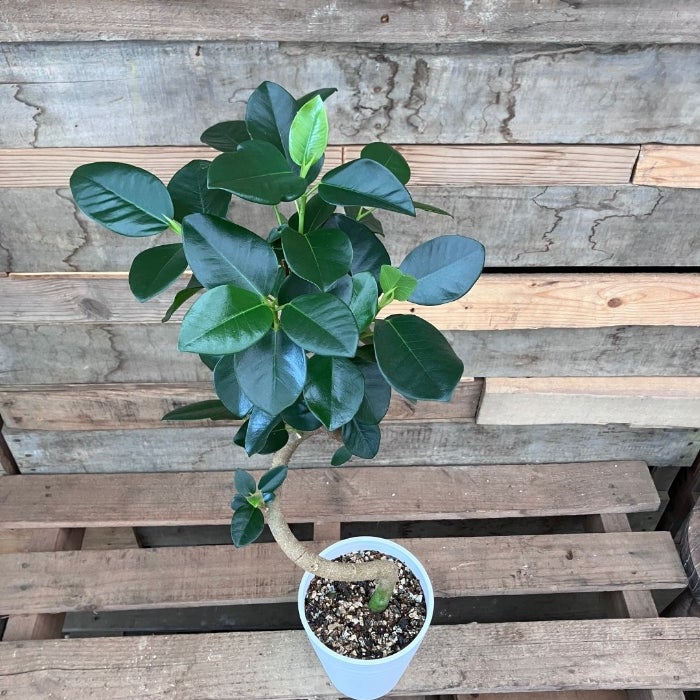 観葉植物現品販売