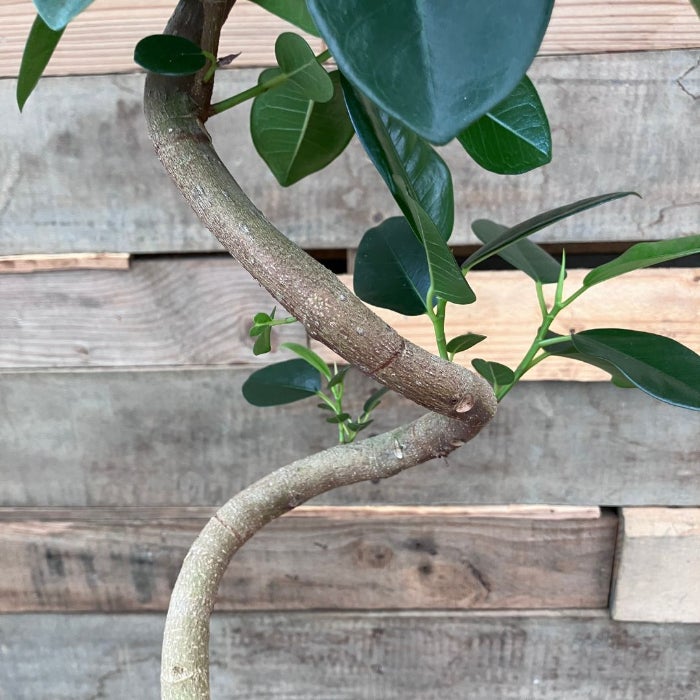 観葉植物現品販売