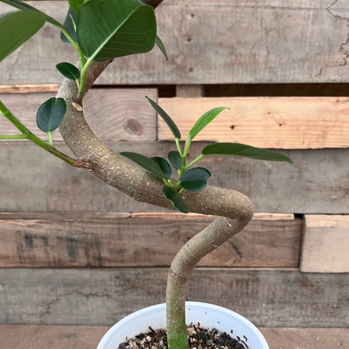 観葉植物現品販売