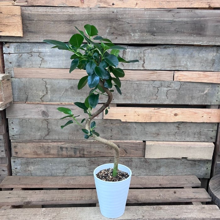 観葉植物現品販売