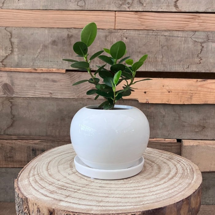 観葉植物現品販売