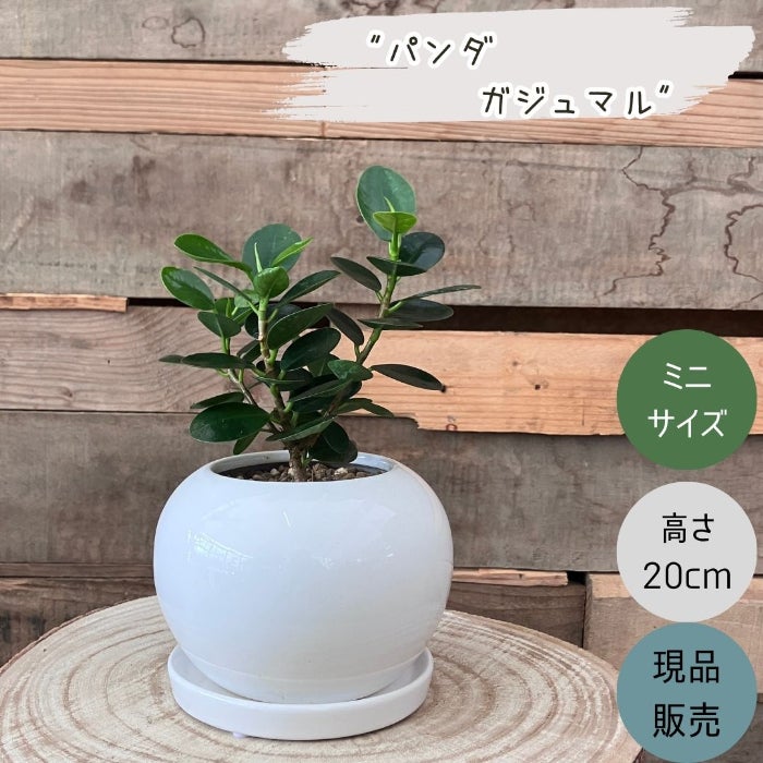 観葉植物現品販売