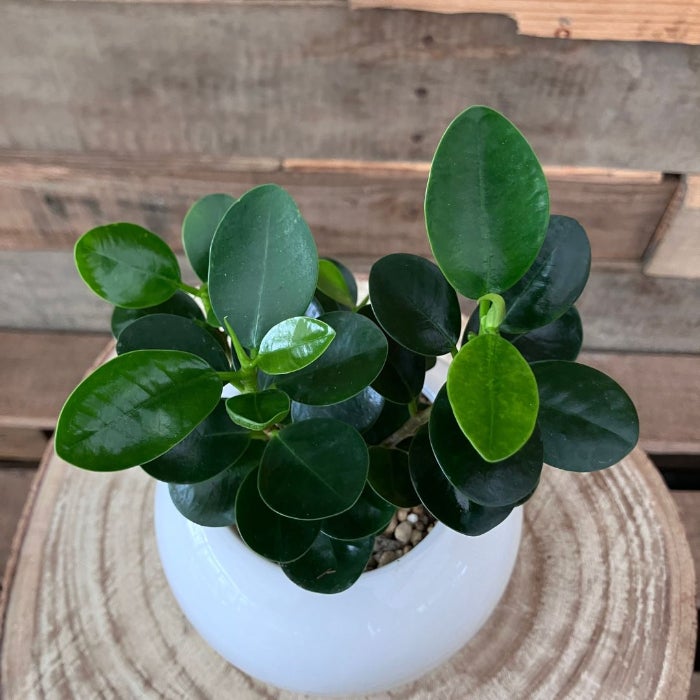 観葉植物現品販売