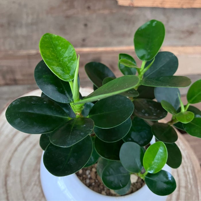 観葉植物現品販売