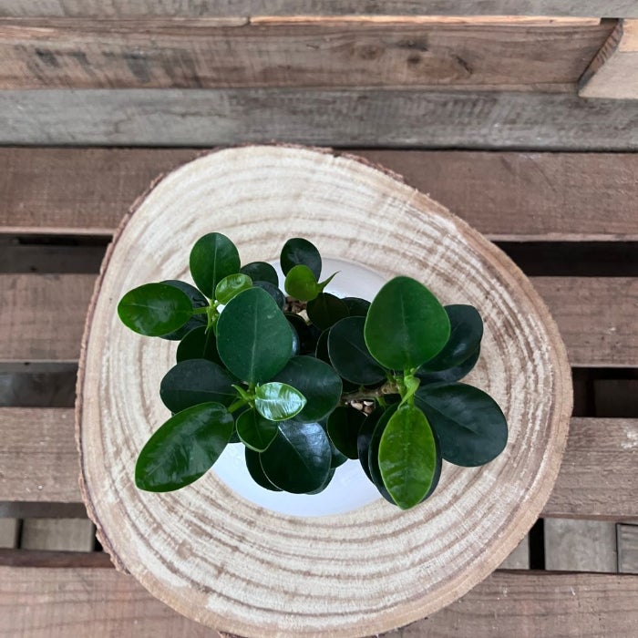 観葉植物現品販売
