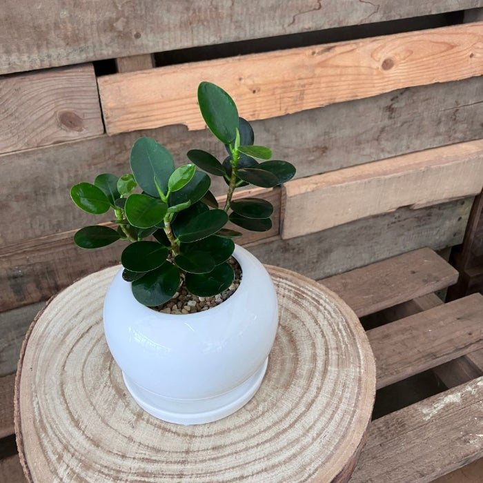観葉植物現品販売