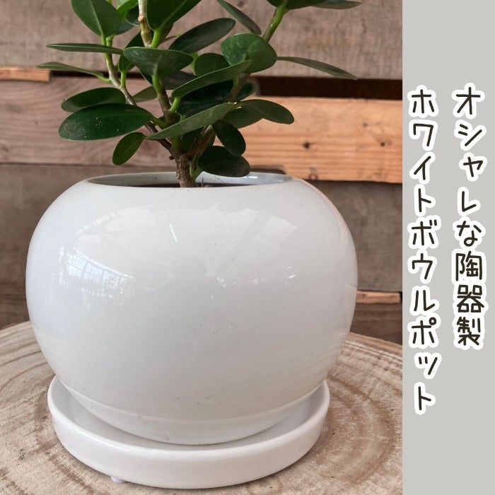 観葉植物現品販売