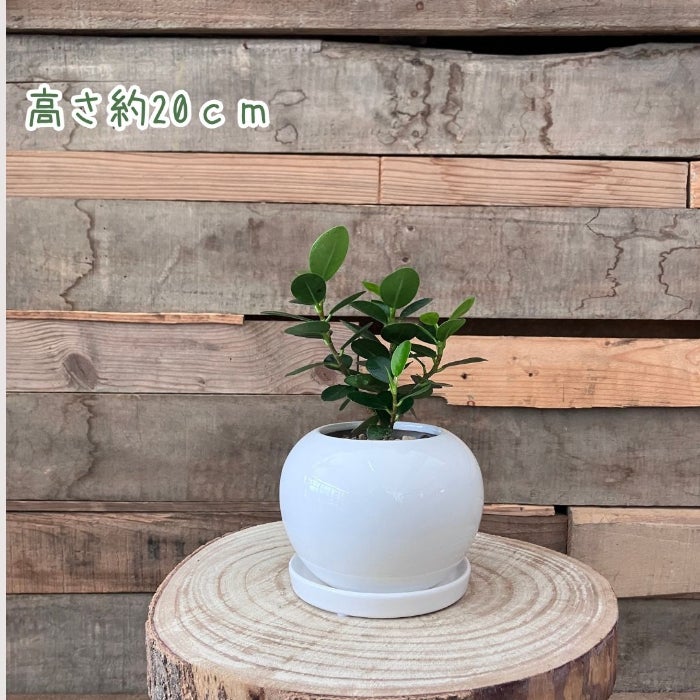 観葉植物現品販売