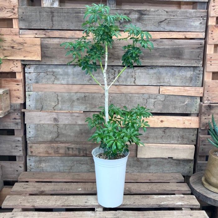 観葉植物現品販売