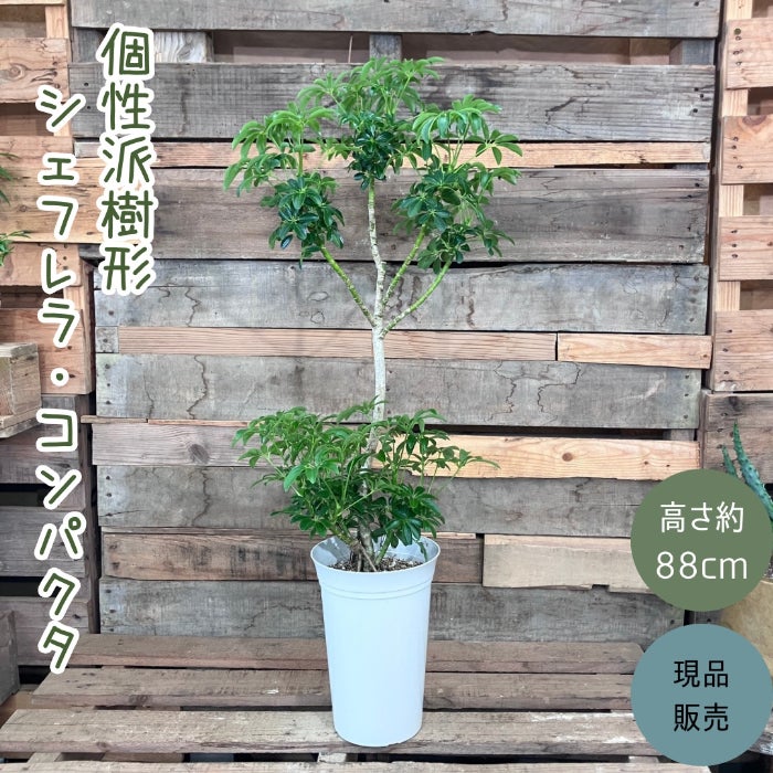 観葉植物現品販売