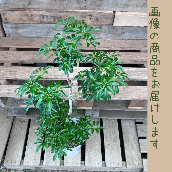 観葉植物現品販売