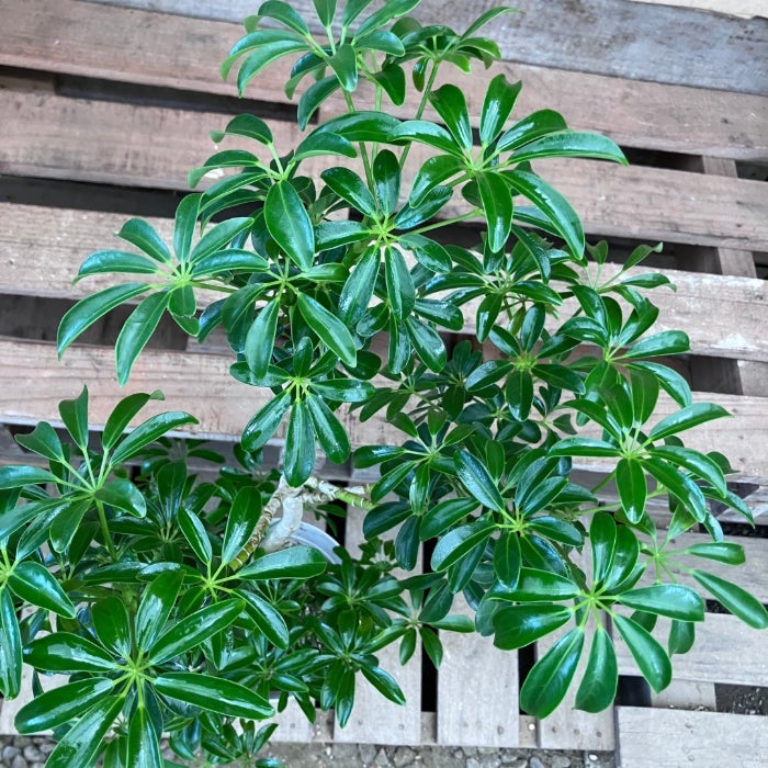 観葉植物現品販売