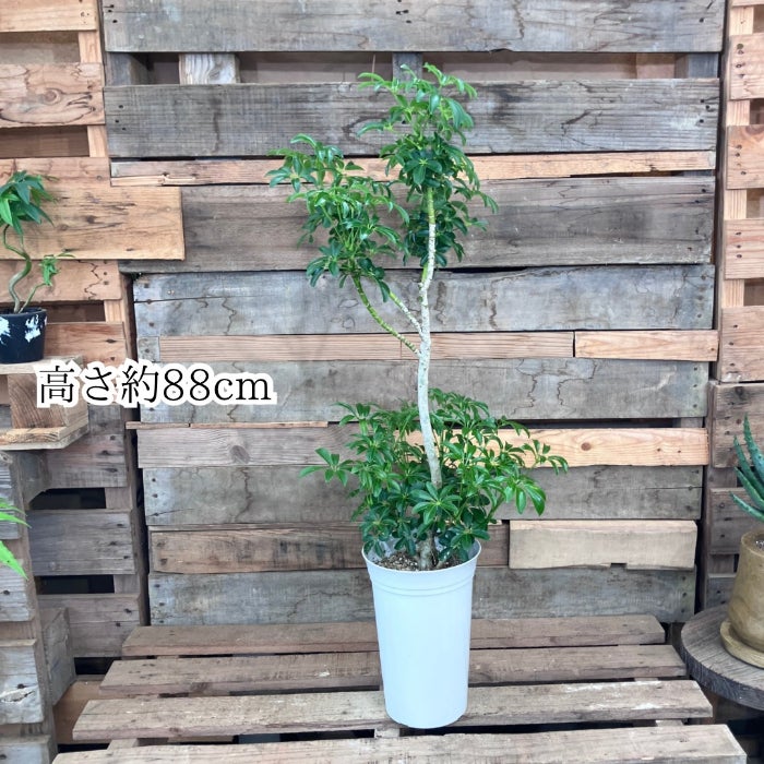 観葉植物現品販売