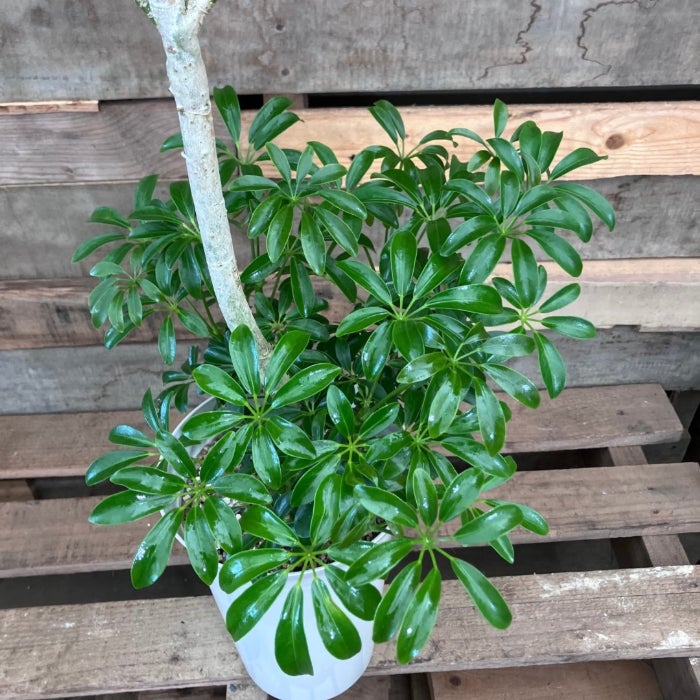 観葉植物現品販売