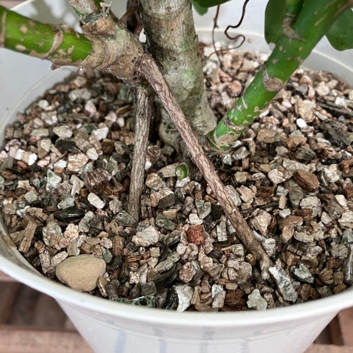 観葉植物現品販売