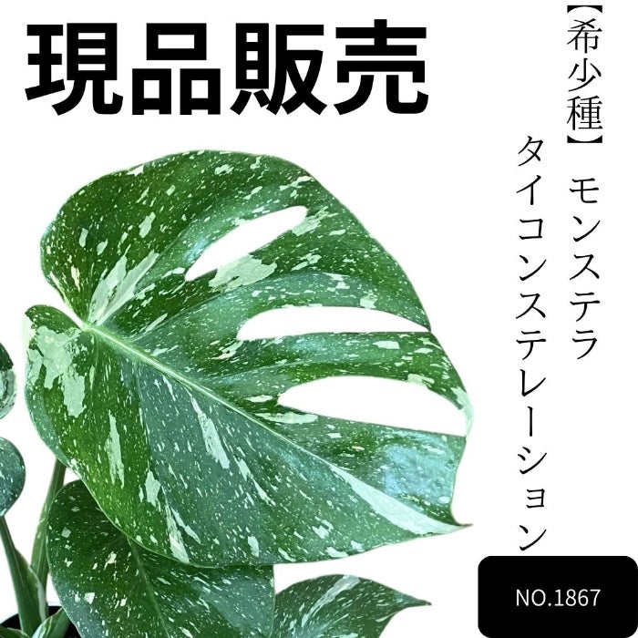 観葉植物 ☆現品販売☆【新品】【希少種】モンステラ・タイコンステ