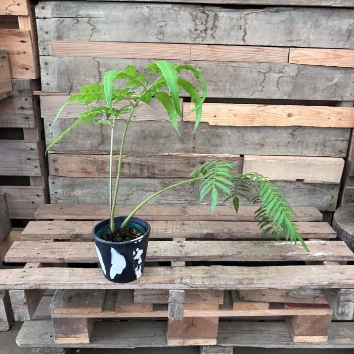 観葉植物現品販売