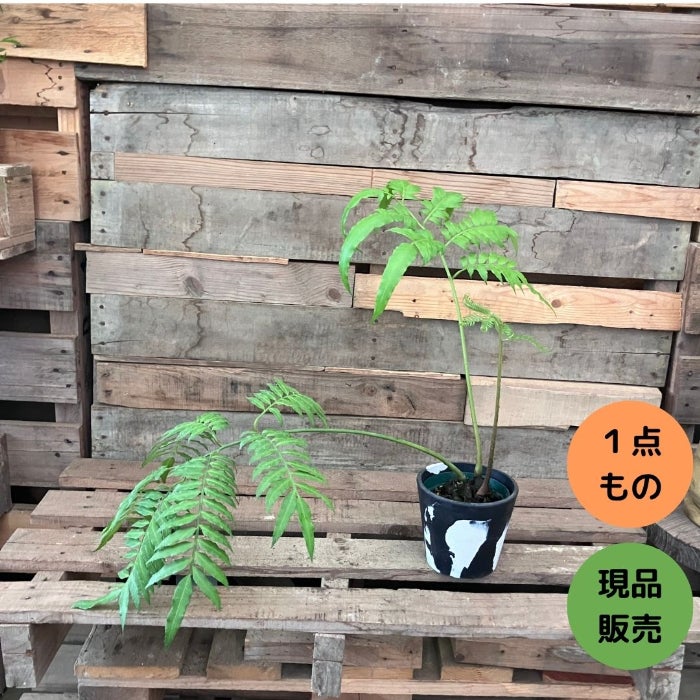 観葉植物現品販売