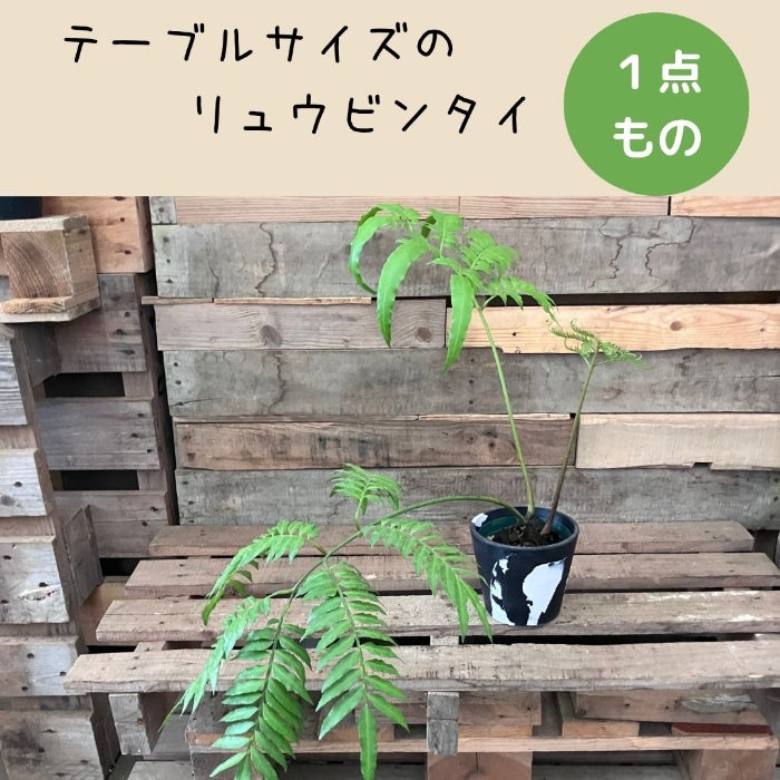 観葉植物現品販売