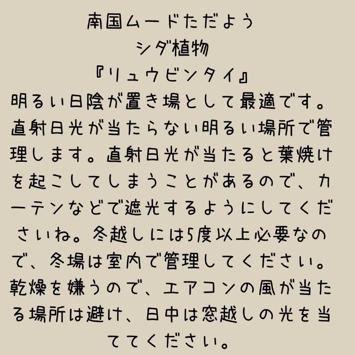 観葉植物現品販売