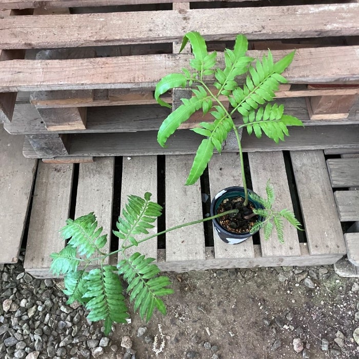観葉植物現品販売