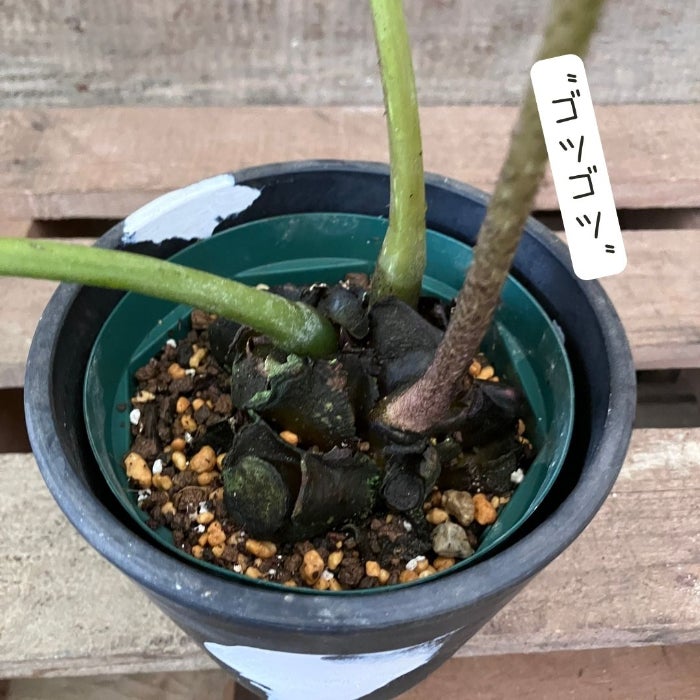 観葉植物現品販売
