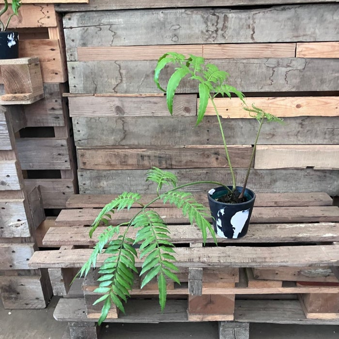 観葉植物現品販売