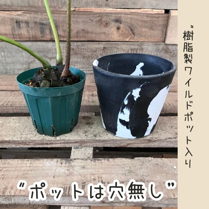 観葉植物現品販売