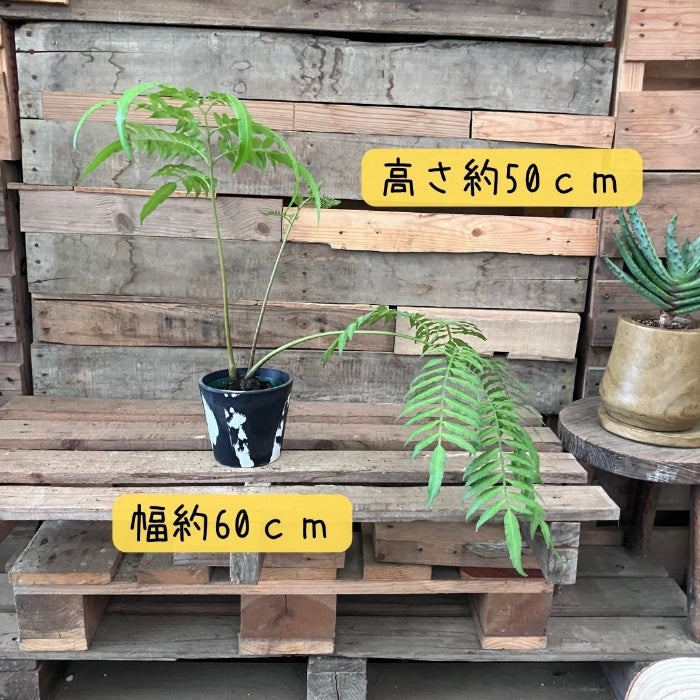 観葉植物現品販売