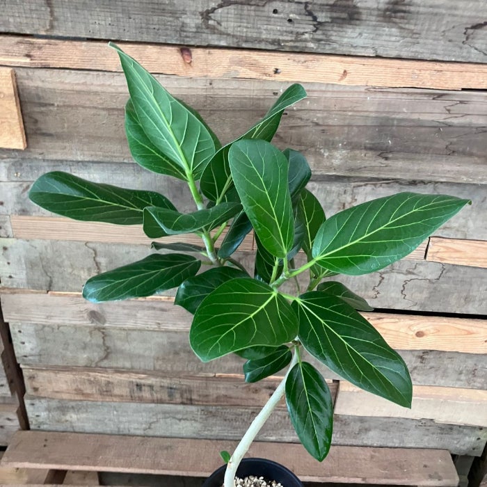 観葉植物現品販売