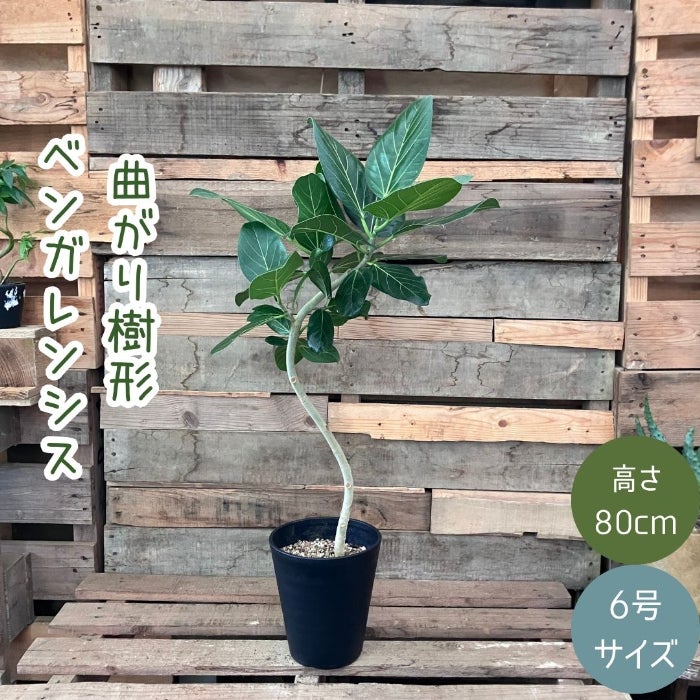 観葉植物現品販売