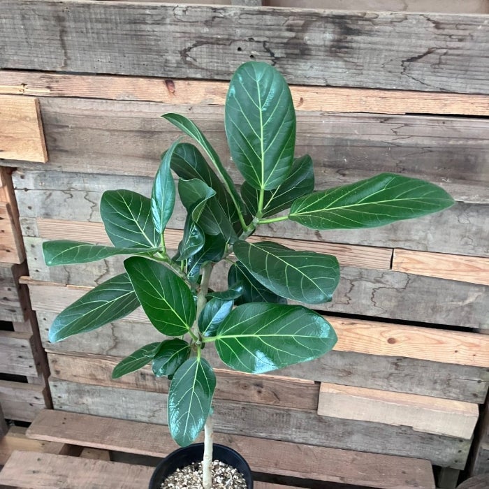 観葉植物現品販売