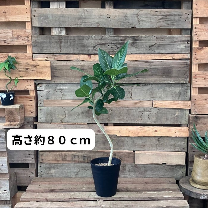 観葉植物現品販売