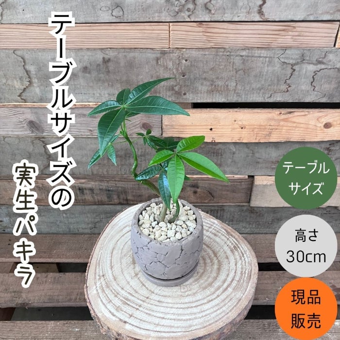 観葉植物現品販売