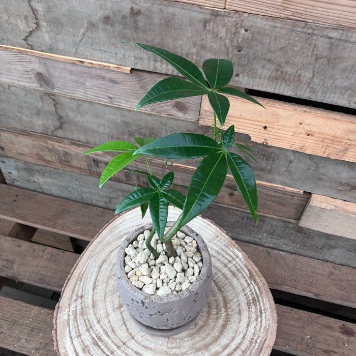 観葉植物現品販売