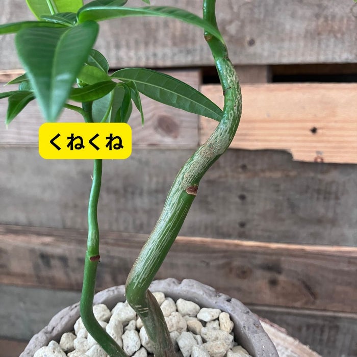 観葉植物現品販売