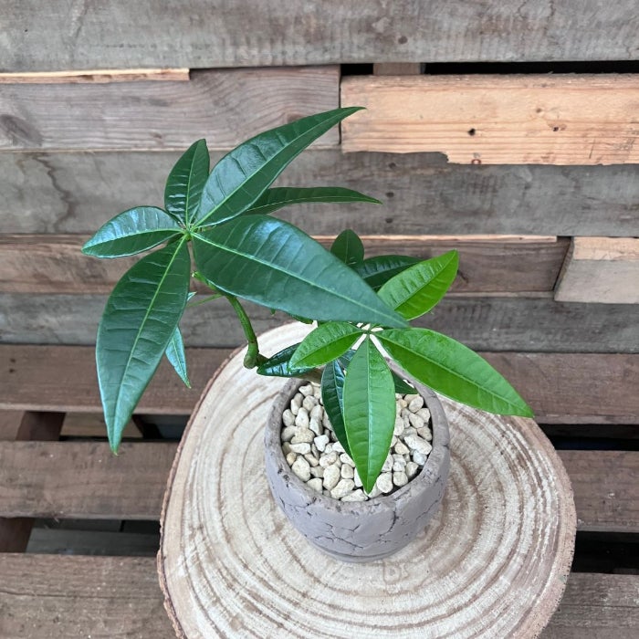 観葉植物現品販売