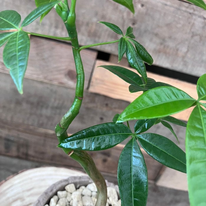 観葉植物現品販売